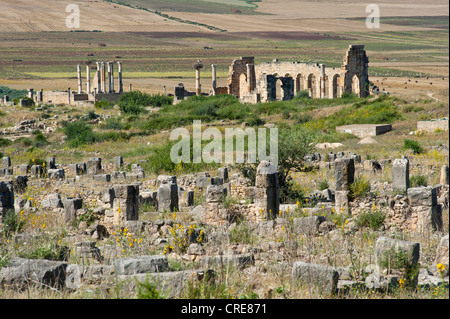 Vestiges romains avec la basilique, ancienne ville de Volubilis, UNESCO World Heritage Site, Maroc, Afrique du Nord, Afrique Banque D'Images