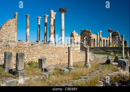 Ruines romaines de Volubilis, ancienne ville, site du patrimoine mondial de l'UNESCO, le Maroc, l'Afrique du Nord, Afrique Banque D'Images