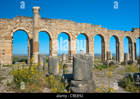 Basilique, vestiges romains, ancienne ville de Volubilis, UNESCO World Heritage Site, Maroc, Afrique du Nord, Afrique Banque D'Images