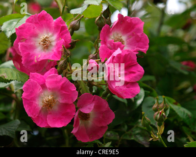 Wild Rose, Rose Rosa acicularis, UK Banque D'Images