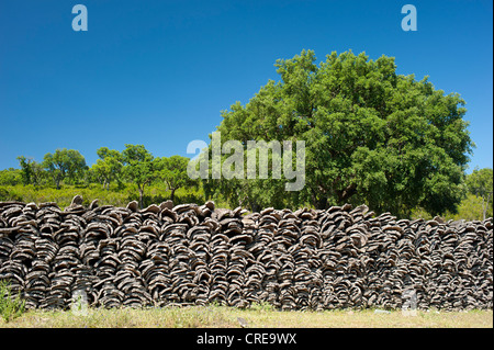 Cork empilés pour séchage en face de chêne-liège (Quercus suber), le Maroc, l'Afrique Banque D'Images