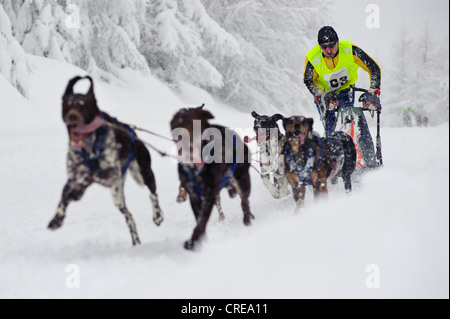 Rush race border chien de traîneau dans Jakuszyce, Pologne. Banque D'Images