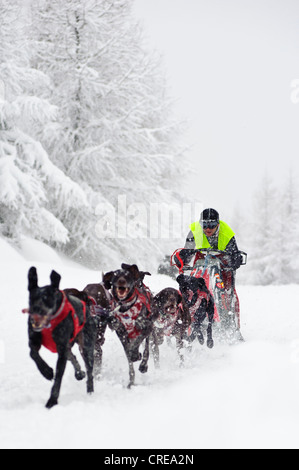 L'équipe de chien de traîneau en course Jakuszyce, Pologne. Banque D'Images