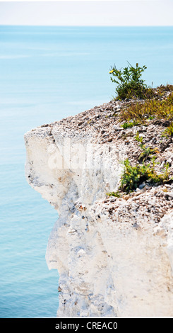 Une fleur de pavot cornu jaune sauvage poussant sur le haut de la falaise de craie avec mer bleue et le ciel Banque D'Images