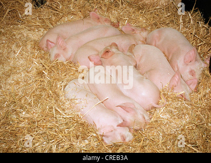 Les porcelets dans le groupe stable, la Semaine verte 2001 Berlin, Allemagne Banque D'Images