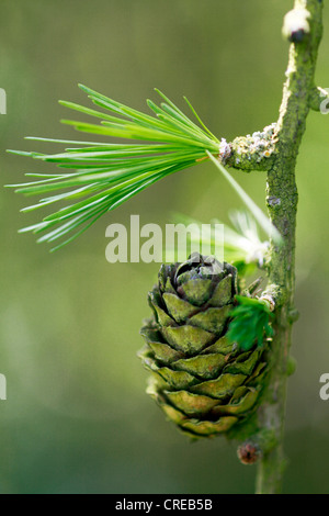 Le mélèze commun européen, mélèze (Larix decidua, Larix europaea), ancien cône, Allemagne Banque D'Images