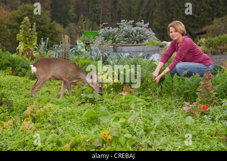 Le Chevreuil (Capreolus capreolus), fauve, 5 mois, élevés à la main, avec foster mère Anita dans le jardin, district de Vulkaneifel Banque D'Images