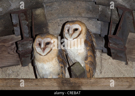 Deux jeunes Effraies des clochers (Tyto alba) sur un toit ridge, district de Vulkaneifel, Rhénanie-Palatinat, Allemagne, Europe Banque D'Images