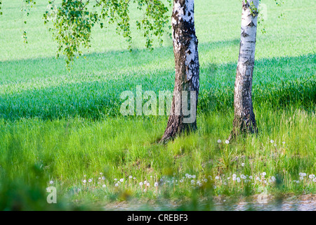 Bouleau commun, le bouleau verruqueux, bouleau blanc européen, le bouleau blanc (Betula pendula, Betula alba), deux bouleaux en face du champ de maïs au printemps, l'Allemagne, la Saxe, Vogtlaendische Schweiz Banque D'Images