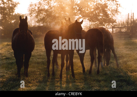 Les chevaux dans le paddock dans la lumière du matin, Görlsdorf, Allemagne Banque D'Images