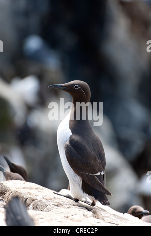 Guillemot (Uria aagle commun forme bridée en plumage nuptial adultes perché sur un rocher Banque D'Images