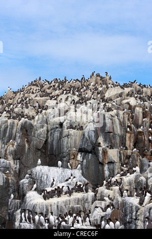 Colonie de reproduction des oiseaux marins sur les falaises de l'île Banque D'Images