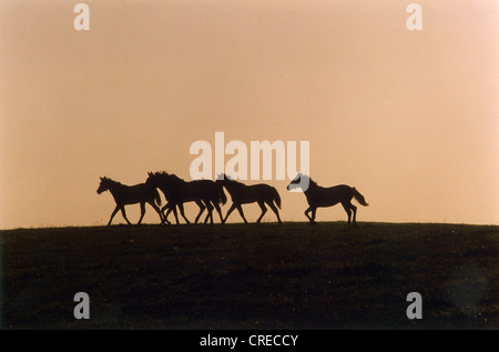 Les chevaux dans la lumière arrière, Görlsdorf, Allemagne Banque D'Images