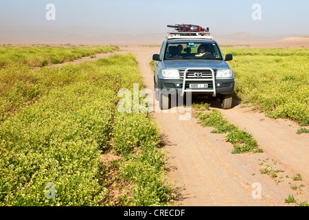 Toyota Landcruiser véhicule passant cassia plantes sur une route de gravier, région de l'Erg Chegaga, désert du Sahara, près de Banque D'Images