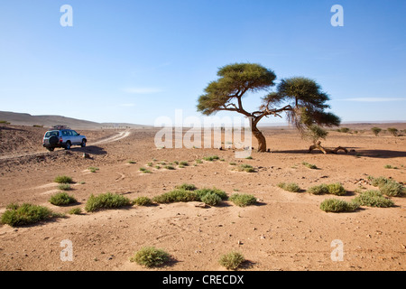 Toyota Landcruiser véhicule passant un tamaris (tamarix) sur une route de gravier, Erg Chegaga région Banque D'Images