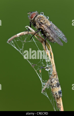 Fly (Brachycères), mouillées avec de l'eau baisse, Vulkaneifel, Rhénanie-Palatinat, Allemagne, Europe Banque D'Images