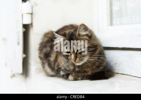 Animal chat posant sur rebord de la vitre. Banque D'Images