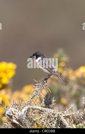 Stonechat commun Saxicola torquatus mâle adulte en plumage nuptial perché sur l'ajonc Banque D'Images