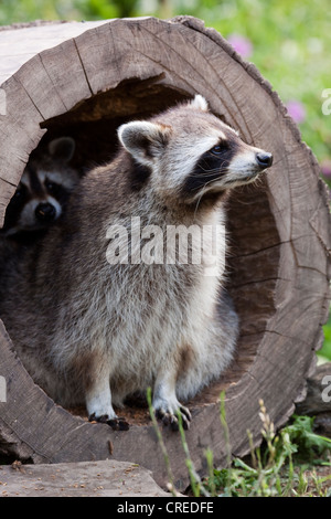 Deux ratons-laveurs (Procyon lotor) dans un tronc d'arbre creux dans un boîtier, ZOOM-Erlebniswelt, Gelsenkirchen, Rhénanie du Nord-Westphalie Banque D'Images