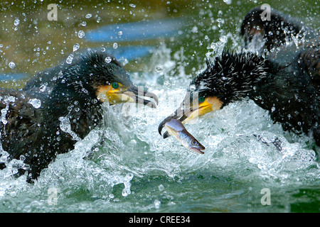 Grand Cormoran (Phalacrocorax carbo), deux grand cormoran luttant pour un poisson Banque D'Images