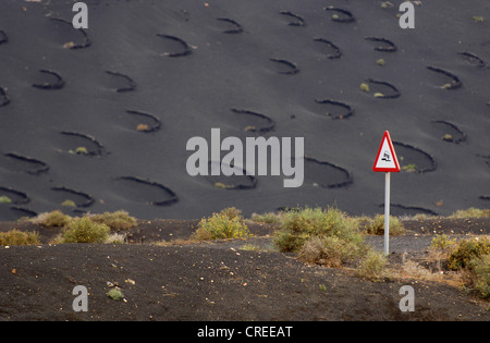 District viticole La Geria, culture en corrries de cendres volcaniques, Canaries, Lanzarote Banque D'Images