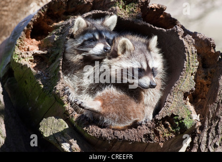 Deux ratons-laveurs (Procyon lotor) dans un tronc d'arbre creux Banque D'Images