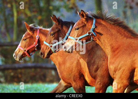 Les chevaux dans le paddock au grand galop, Görlsdorf, Allemagne Banque D'Images