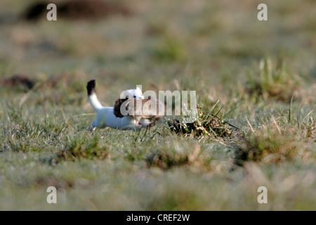 L'hermine, hermine (Mustela erminea), fonctionnant plus de prairie avec des campagnols capturés dans la bouche, l'Allemagne, la Bavière Banque D'Images