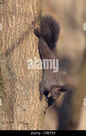 L'écureuil roux européen eurasien, l'écureuil roux (Sciurus vulgaris), noir, tête la première escalade à un tronc d'arbre, de l'Allemagne, la Bavière Banque D'Images