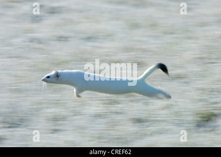 L'hermine, hermine (Mustela erminea), fonctionnant sur une prairie avec givre, fourrure d'hiver, l'Allemagne, la Bavière Banque D'Images