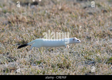 L'hermine, hermine (Mustela erminea), exécuté sur une prairie avec givre, fourrure d'hiver, l'Allemagne, la Bavière Banque D'Images