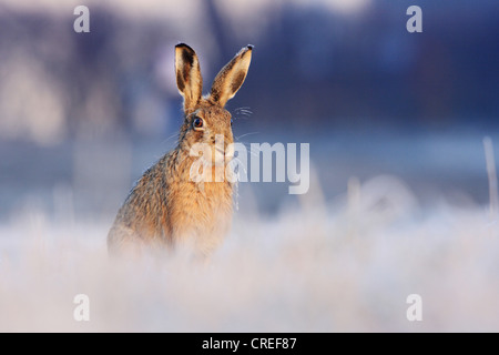Lièvre d'Europe (Lepus europaeus), assis sur une prairie avec givre, gelée blanche sur ses oreilles et moustaches, l'Allemagne, la Bavière Banque D'Images