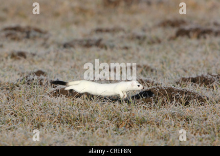 L'hermine, hermine (Mustela erminea), fonctionnant sur une prairie avec givre, Germany Banque D'Images