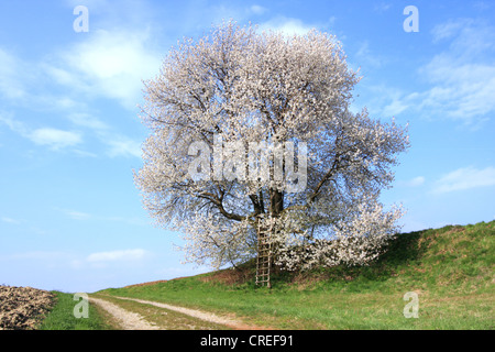 De cerise sauvage, cerise, gean, le merisier (Prunus avium), big flowering cherry tree sur une colline, l'Allemagne, la Bavière Banque D'Images