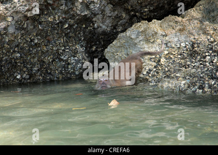 Manger du crabe, macaques (Macaca fascicularis macaque de Java, Macaca irus), sur l'alimentation en eau, la Thaïlande, Phuket, Andamansee Banque D'Images