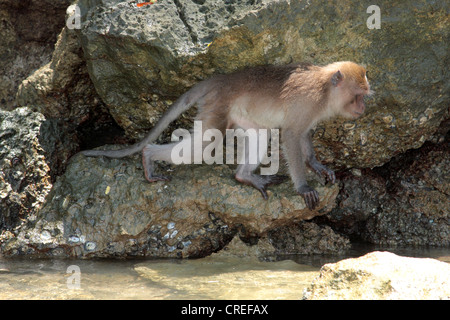 Manger du crabe, macaques (Macaca fascicularis macaque de Java, Macaca irus), sur l'alimentation en côte rocheuse, Thaïlande, Phuket, Andamansee Banque D'Images