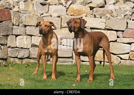 Le Rhodesian Ridgeback (Canis lupus f. familiaris), deux hommes debout devant un mur Banque D'Images