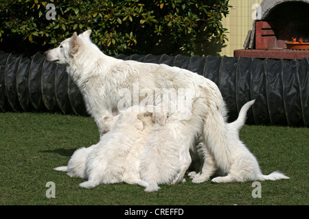 Berger Blanc Suisse (Canis lupus f. familiaris), femme allaitant ses petits Banque D'Images