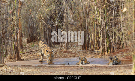 Trois tigres de ralentissement en Todaba point d'eau dans la jungle, Inde Banque D'Images