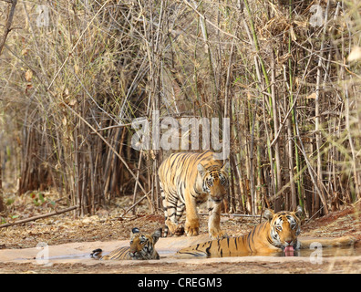 Tigresse l'eau potable en eau avec deux de ses petits à Tadoba jungle, Inde Banque D'Images