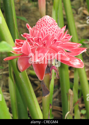 Porcelaine (Etlingera elatior), la floraison, la Thaïlande, Phuket Banque D'Images