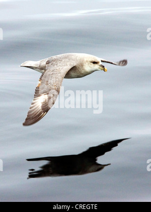 Le fulmar boréal (Fulmarus glacialis), survolant watersurface avec ombre, Norvège, Svalbard Banque D'Images