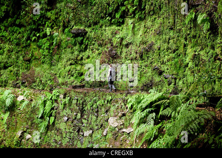 Randonnée femme près du canal d'irrigation janela de Levada, près de Ribeira da Janela, Madeira, Portugal, Europe Banque D'Images