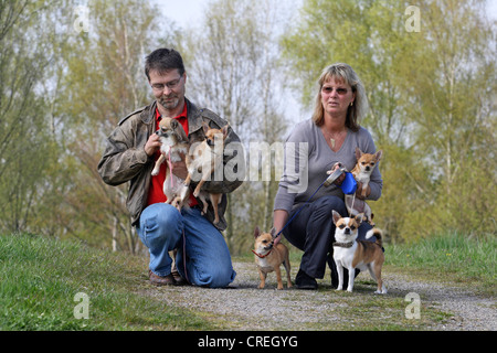 Chihuahua (Canis lupus f. familiaris), couple taking theier cinq chis en promenade Banque D'Images