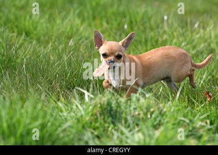 Chihuahua (Canis lupus f. familiaris), Chihuahua, 5 mois, jouer avec un traiter sur un pré Banque D'Images