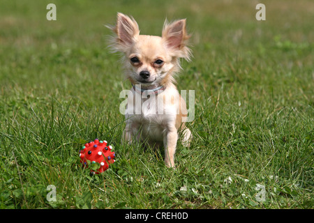 Chihuahua (Canis lupus f. familiaris), Chihuahua à poil long assis sur une prairie à côté d'une balle Banque D'Images