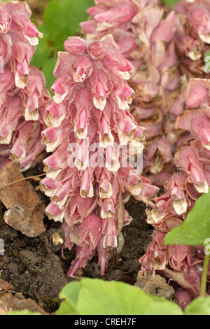 Toothwort (Lathraea squamaria), inflorescence, Germany Banque D'Images