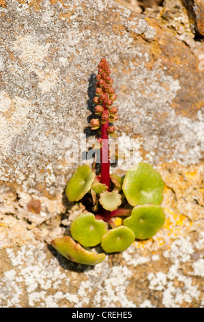 Ombilic rupestris, Mur ombelle ou Navelwort, en fleurs Banque D'Images