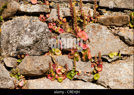 Ombilic rupestris, Mur ombelle ou Navelwort, en fleurs Banque D'Images