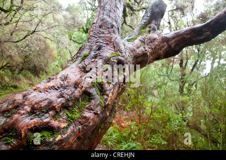 Tronc d'un arbre de laurier, Laurisilva forêt laurifère, Site du patrimoine mondial de l'UNESCO à Rabacal, Madeira, Portugal, Europe Banque D'Images